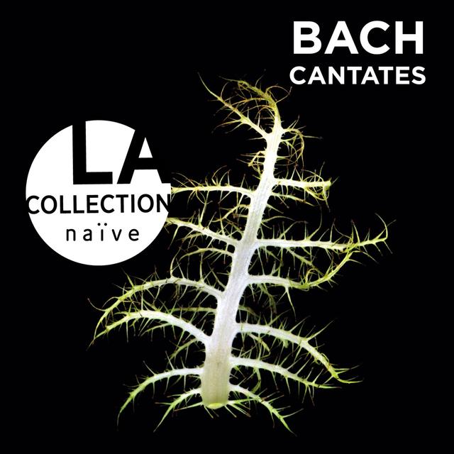 Album cover art for Bach: Cantates BWV 180, 49, 115